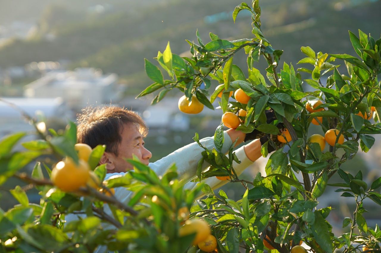 ส้มอามาดะ Amada Mikan เกษตรกรส้ม ปลูกส้ม