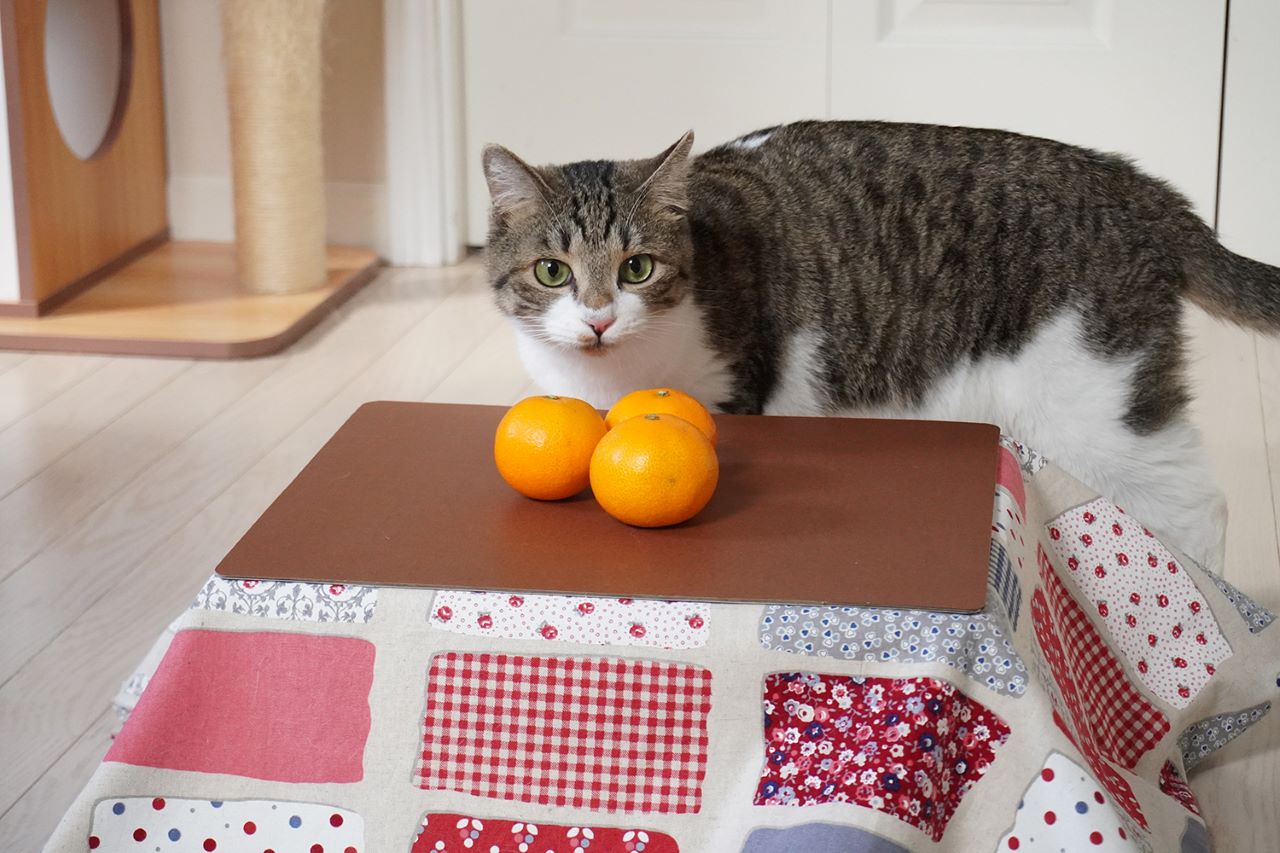 Cats Kotatsu Mikan แมวลาย โต๊ะโคทัตสึ Mandarin Orange Necoli Public