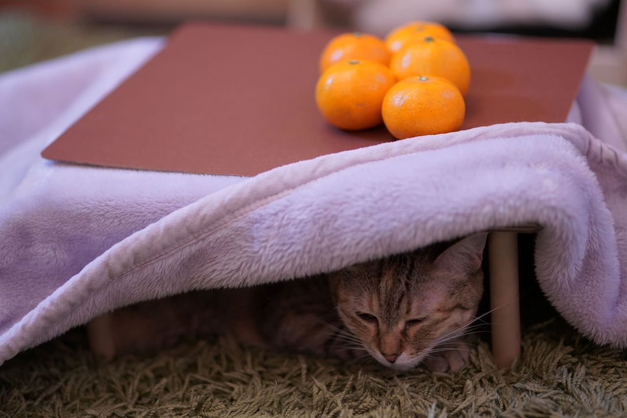 โต๊ะอุ่นขาญี่ปุ่น ส้มมิคัง Cats Kotatsu Mikan