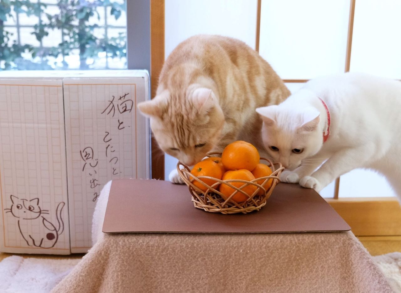 ตะกร้าส้ม แมวสีขาว โคทัตสึของแมว Kotatsu catNecoli Public