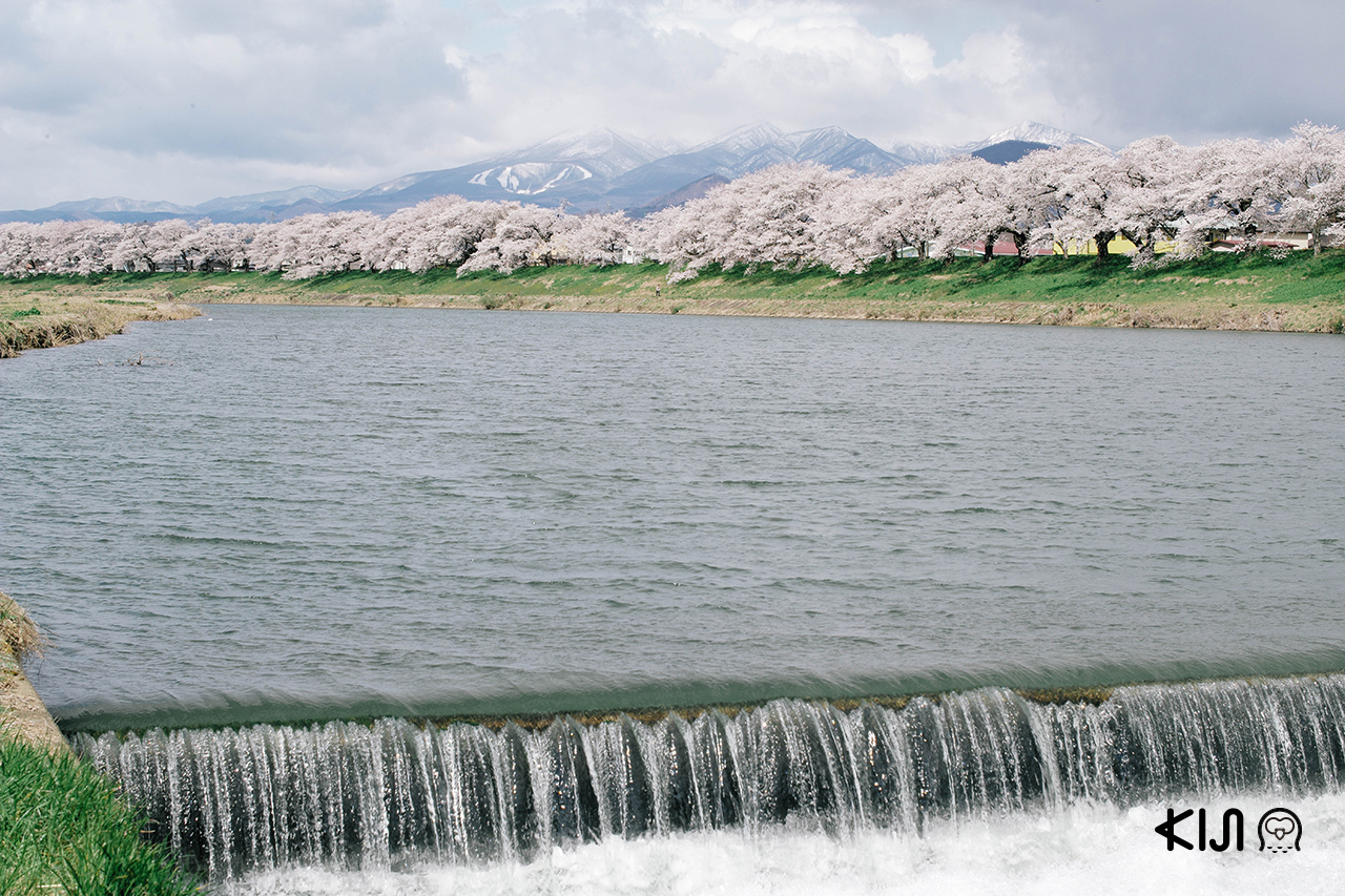ชมซากุระ ทำนบน้ำนิรากะมิเซกิ (Niragamizeki Weir) มิยากิ
