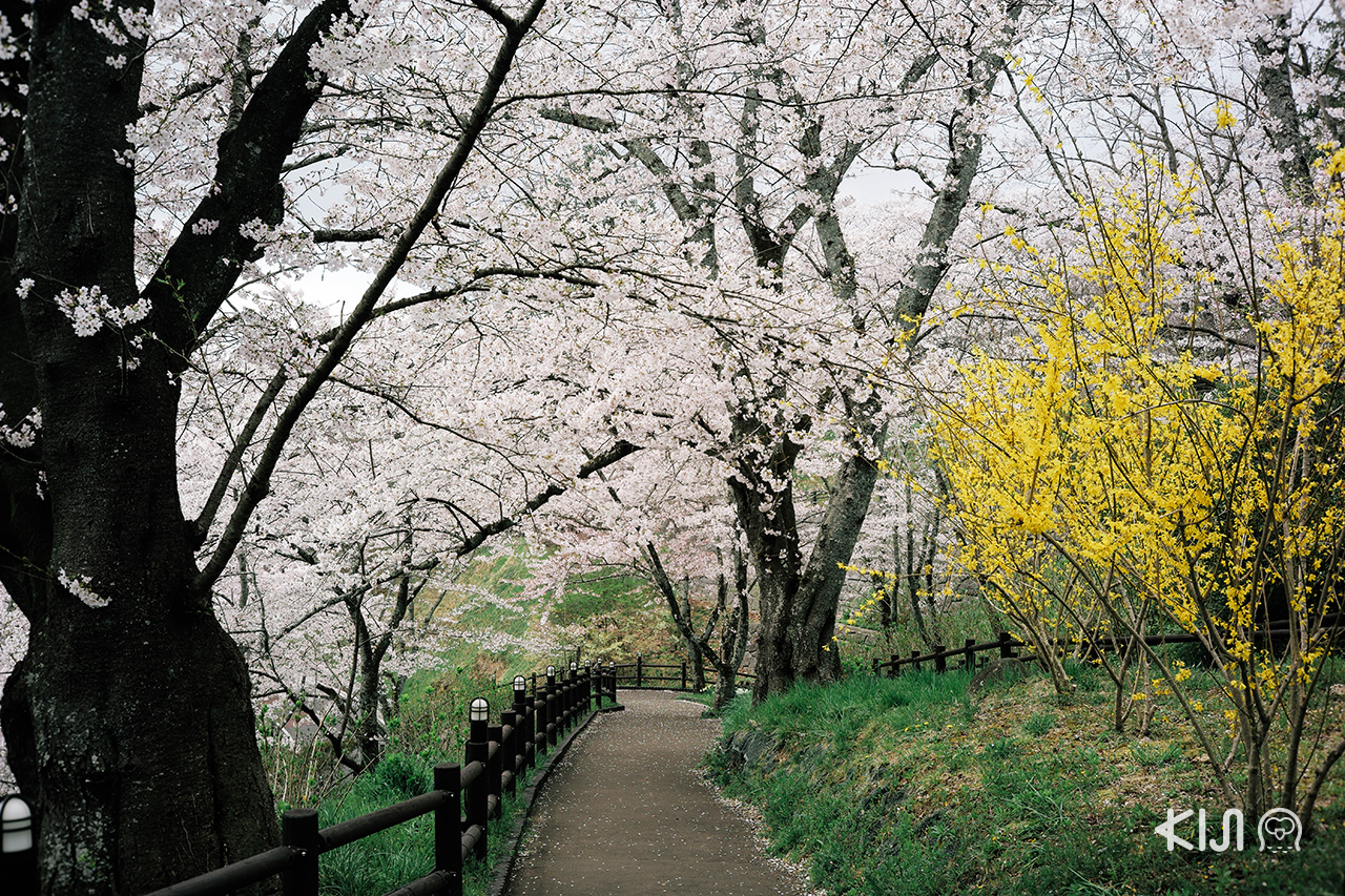 สวนสาธารณะปราสาทเก่าฟุนาโอกะ เส้นทางเดิน ชมซากุระ มิยากิ