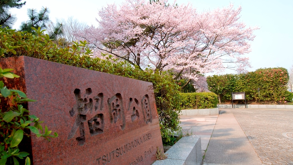 Tsutsujigaoka Park ชมซากุระ มิยากิ