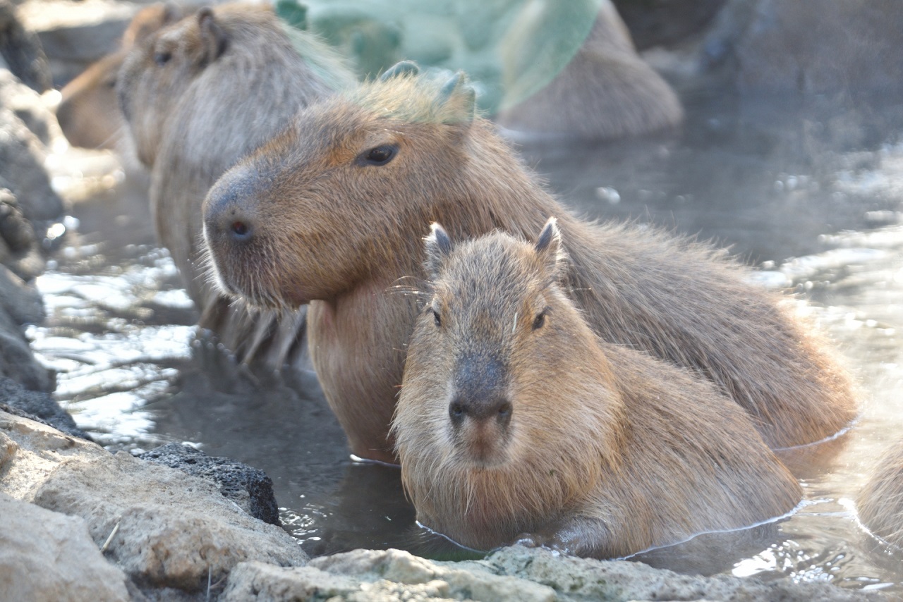 คาปิบารา capybara สวนสัตว์ จังหวัดชิซูโอกะ