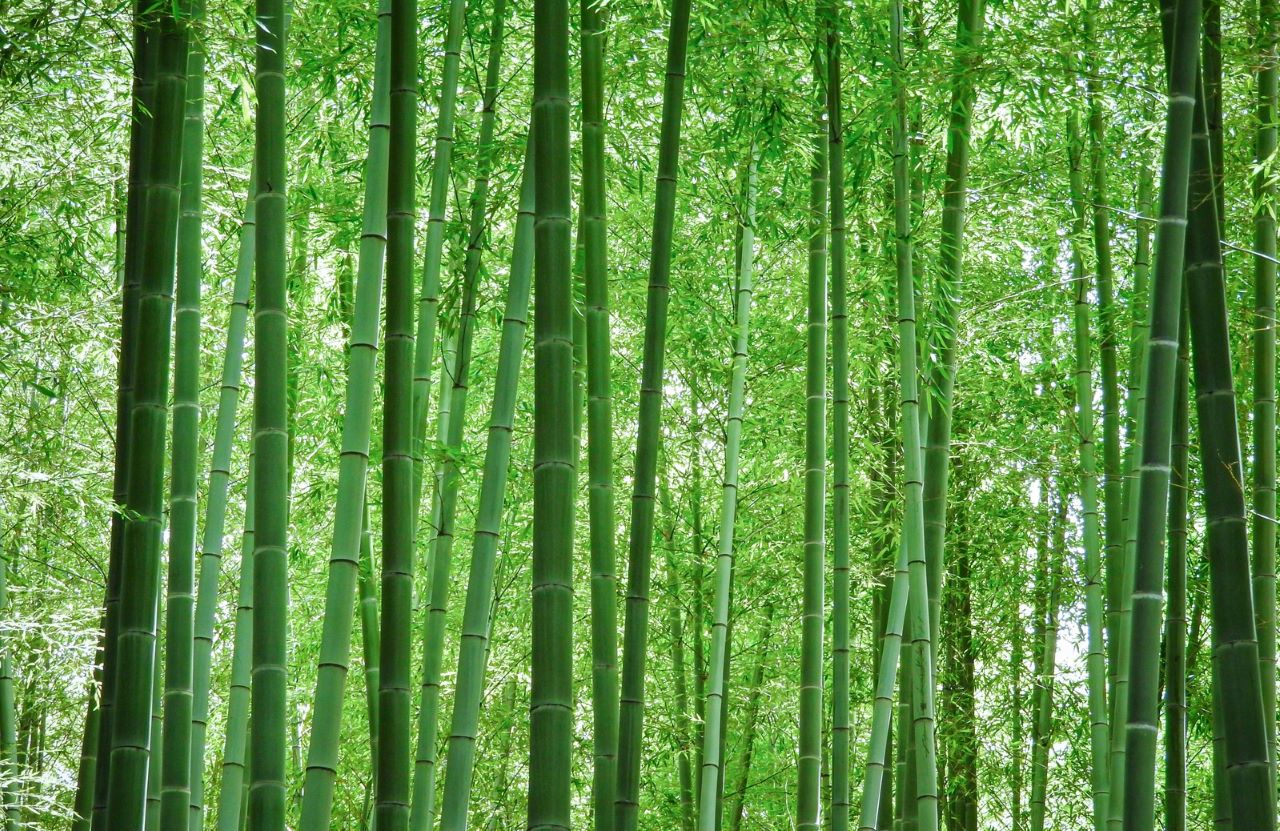 ไม้ไผ่ ต้นไผ่ Bamboo Forest ป่าไผ่