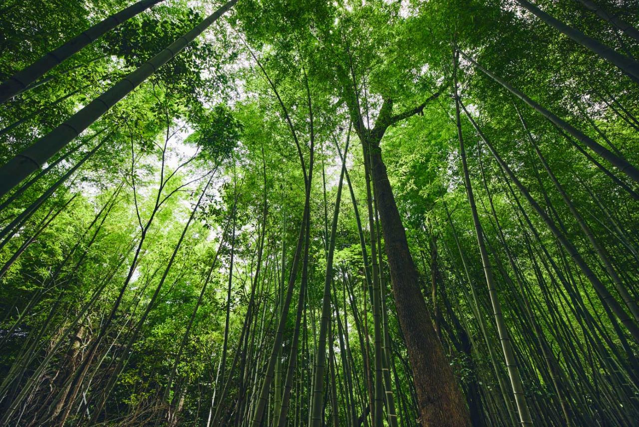 ต้นไผ่ Bamboo ป่าไผ่กระซิบ Forest