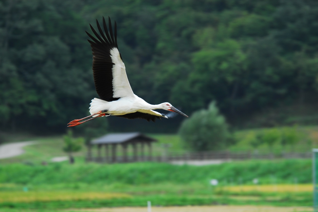 นกกระสาขาวตะวันออก โทโยโอกะ เฮียวโงะ สัตว์อนุรักษ์