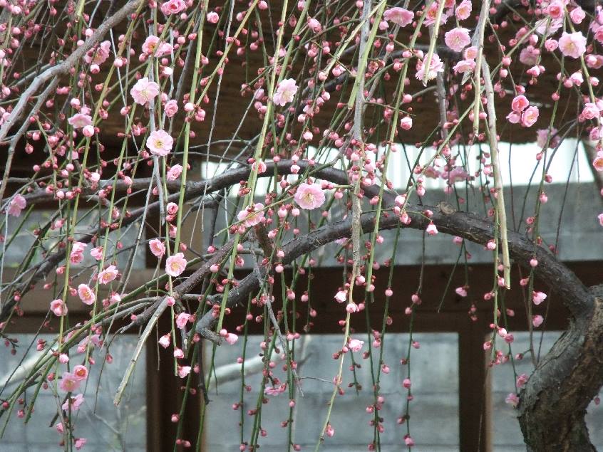 ซากุระ Sakura Cherry Blossom
