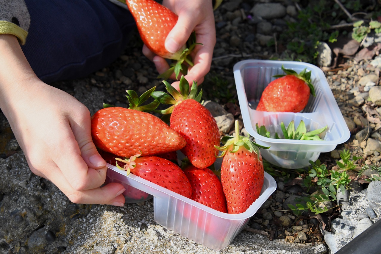 เก็บสตรอว์เบอร์รี Strawberry Picking อากิฮิเมะ อิชิกาคิอิจิโกะ