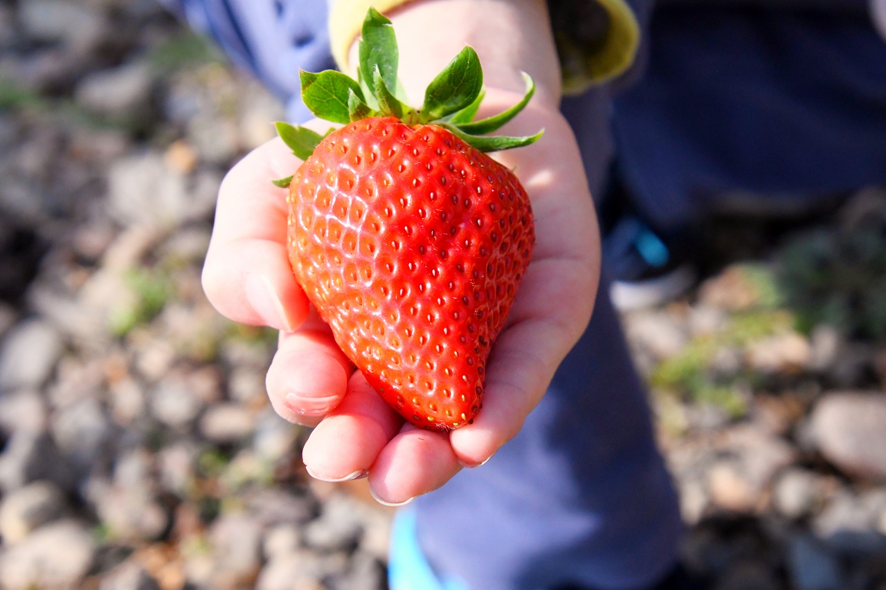 อิชิกาคิอิจิโกะ สตรอว์เบอร์รี strawberry ผลไม้