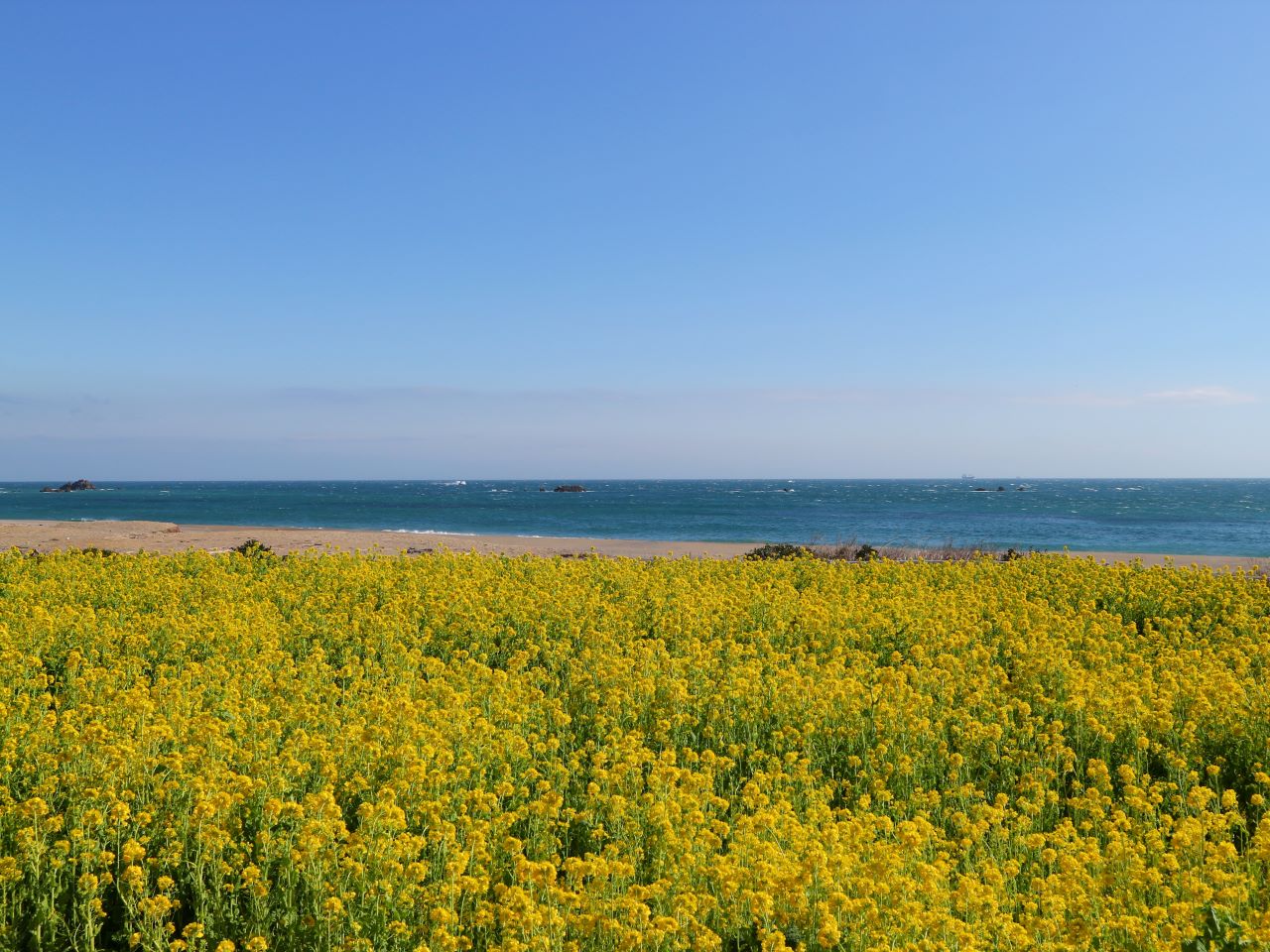 เทศกาล ดอกนาโนะฮานะ Atsumi Peninsula คาบสมุทรอัตสึมิ Aichi จังหวัดไอจิ 