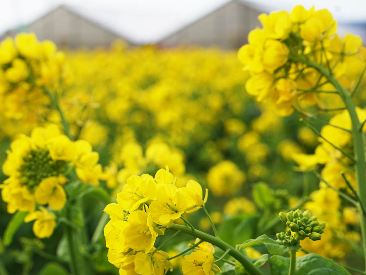 เทศกาล ดอกนาโนะฮานะ Nanohana ดอกสีเหลือง yellow flowers