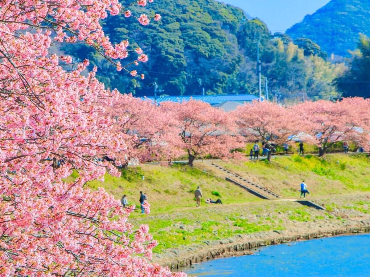 แขวงคาโมะ Shizuoka ดอกซากุระสีชมพูระเรื่อ Aono River Minami Sakura & Nanohana Festival