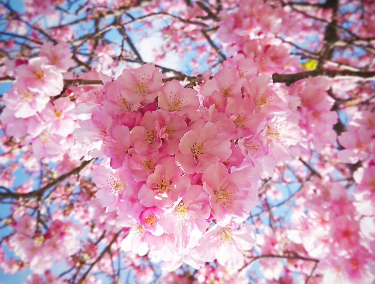 Kawazu Sakura ซากุระสายพันธุ์คาวาสึซากุระ Kawazu-zakura ซากุระดอกใหญ่