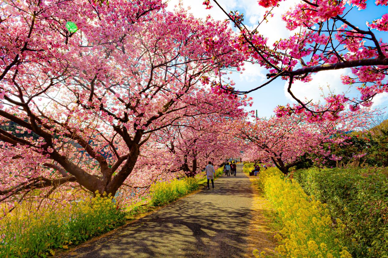 เส้นทางชมดอกไม้ flower path ดอกนาโนะฮานะ Canola Minami Sakura & Nanohana Festival