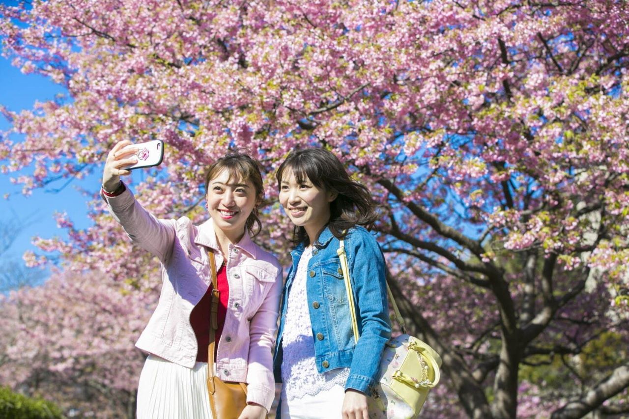 Minami Sakura & Nanohana Festival จุดถ่ายรูปดอกซากุระ Sakura photo spot กิจกรรมชมดอกซากุระ Minami Sakura