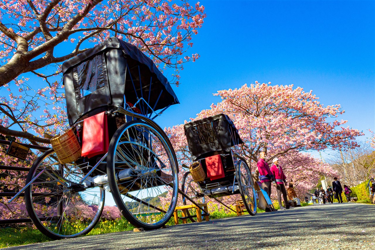 Minami Sakura & Nanohana Festival รถลาก rickshaw ชมดอกซากุระ sakura