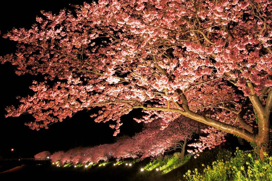 ฉายแสงไฟในยามค่ำคืน cherry blossom festival ดอกซากุระตอนกลางคืน Minami Sakura & Nanohana Festival