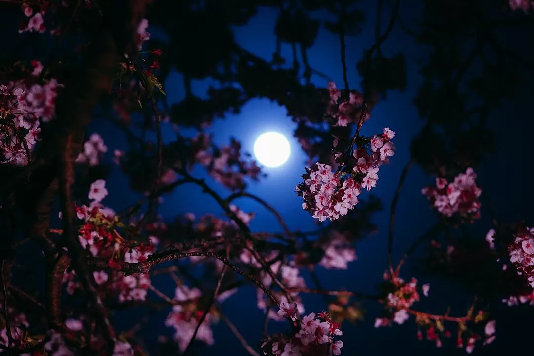 ดอกซากุระตอนกลางคืน moonlight แสงจันทร์ sakura at night