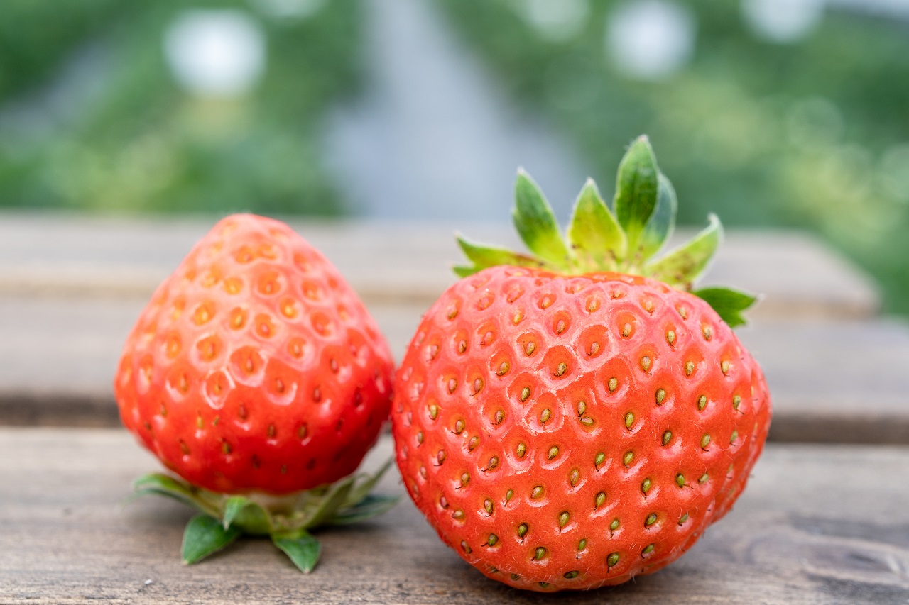 Strawberry Koiminori Japan ผลไม้นำเข้าจากญี่ปุ่น