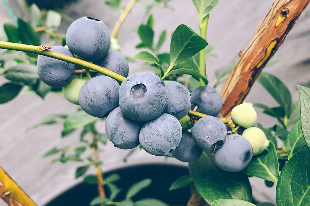 Rabbit Blueberry พวงบลูเบอร์รี่ citrus fruit