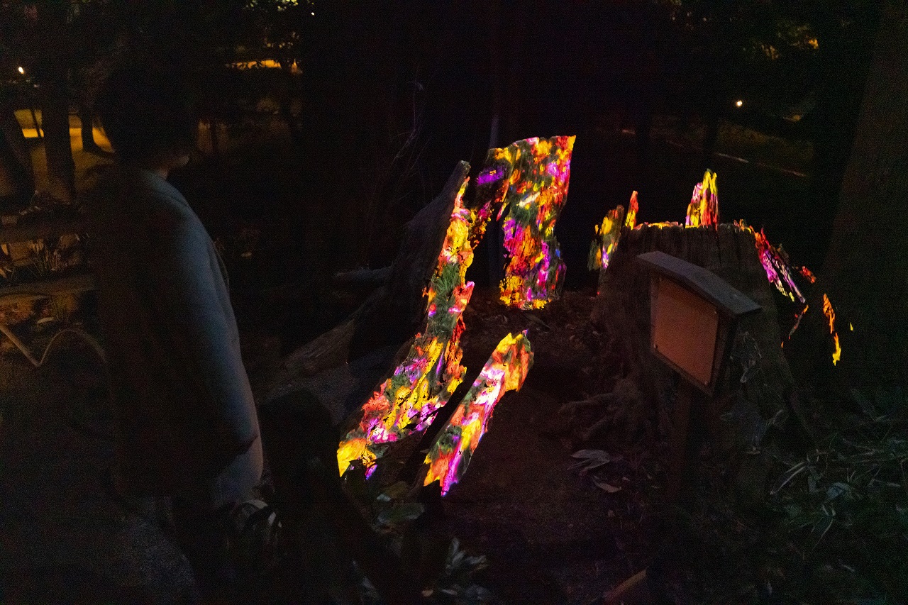 ไม้ล้ม ต้นสนซีดาร์จิโร่ Fallen Jiro Cedar teamLab Digitized Kairakuen Garden