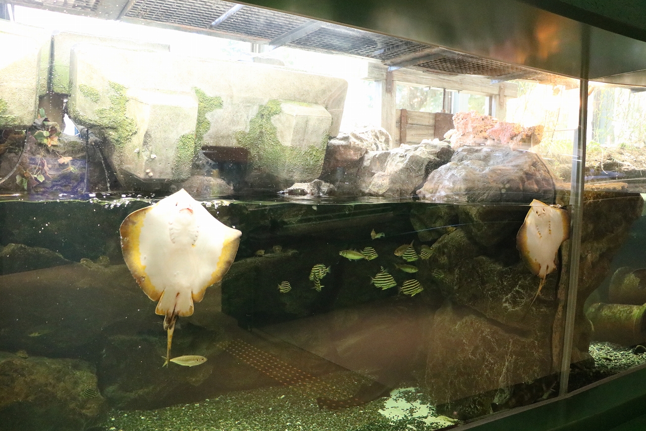 พิพิธภัณฑ์สัตว์น้ำ โซนแม่น้ำ ตู้กระจก River Zone
