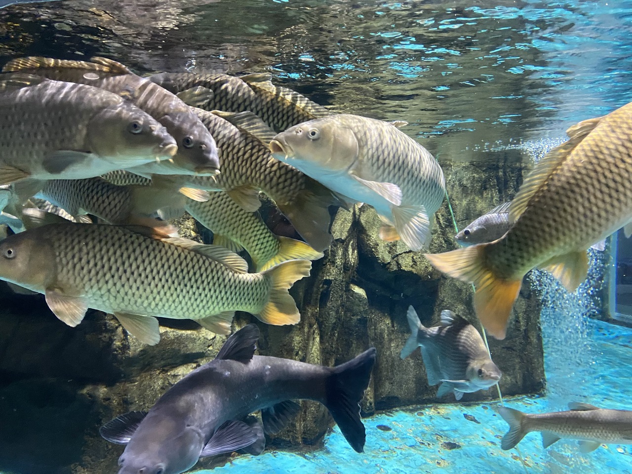 พิพิธภัณฑ์สัตว์น้ำ ปลา สัตว์น้ำ fishes