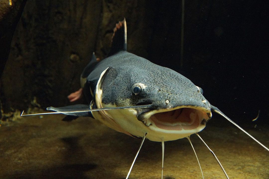 พิพิธภัณฑ์สัตว์น้ำ เรดเทลแคทฟิช Redtail Catfish ปลาต่างประเทศ
