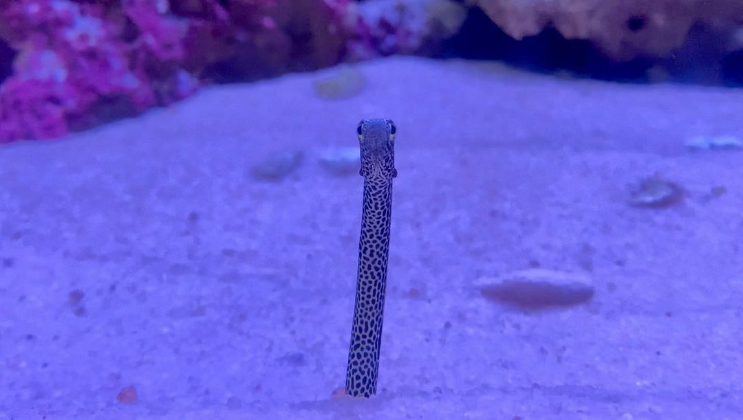 ปลาไหลสวนจุดดำ Spotted Garden-eel ปลาขนาดเล็ก