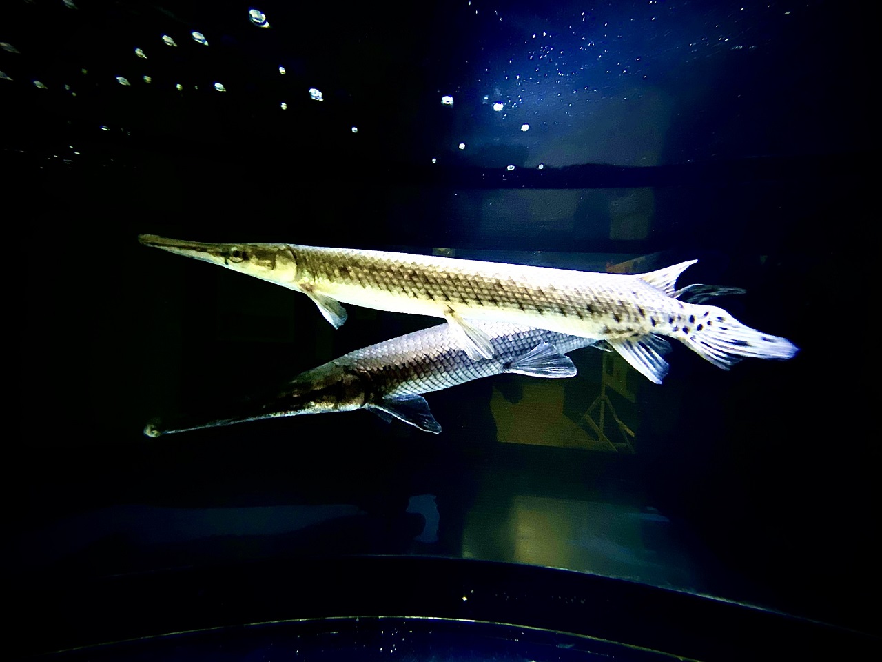 พิพิธภัณฑ์สัตว์น้ำ ปลาการ์ไพค์ Garpike ปลาน้ำจืด