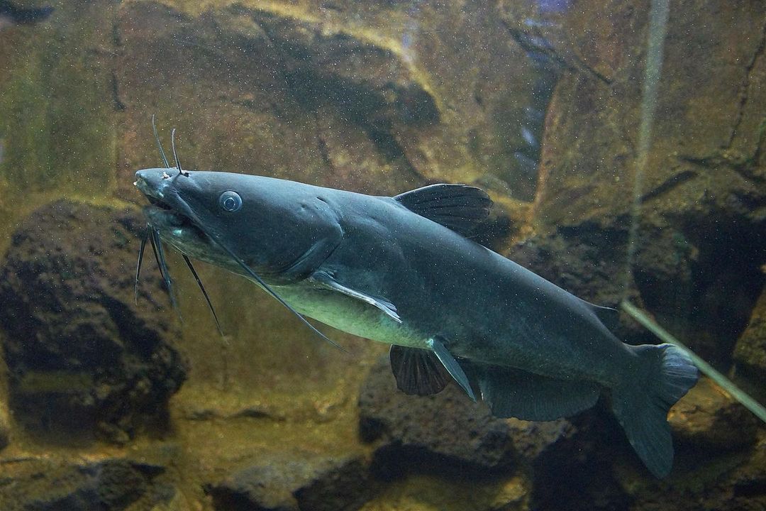 พิพิธภัณฑ์สัตว์น้ำ ปลากดอเมริกัน Channel Catfish ปลาขนาดใหญ่