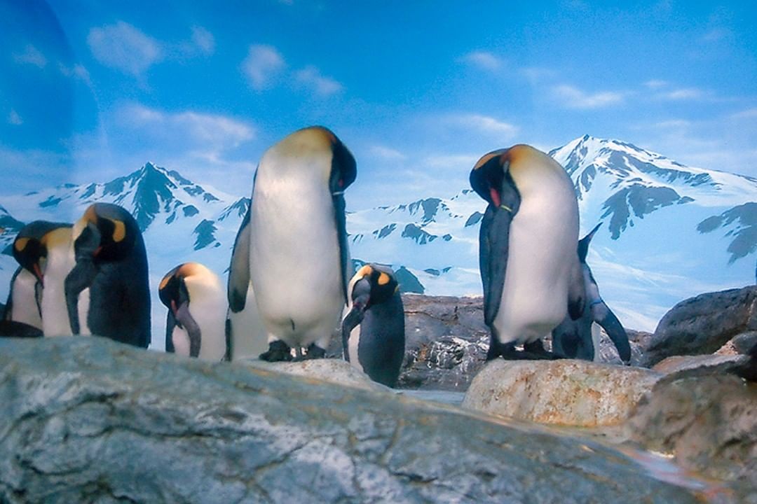 Polar Adventure เพนกวิน โซนเพนกวิน