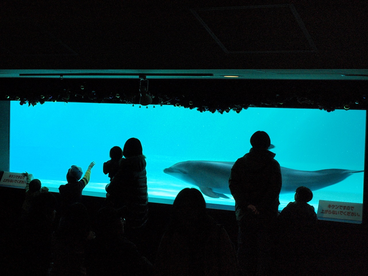 Dolphin Window พิพิธภัณฑ์สัตว์น้ำ