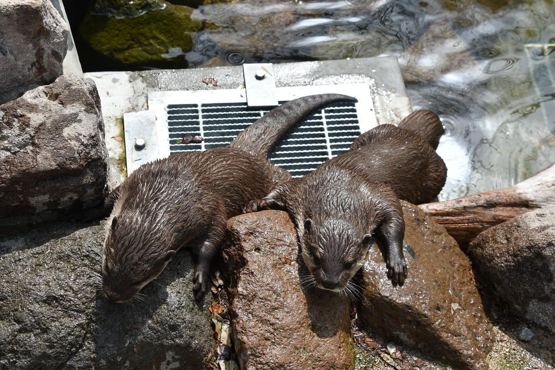 Otters Pool โซนลำธาร ตัวนาก