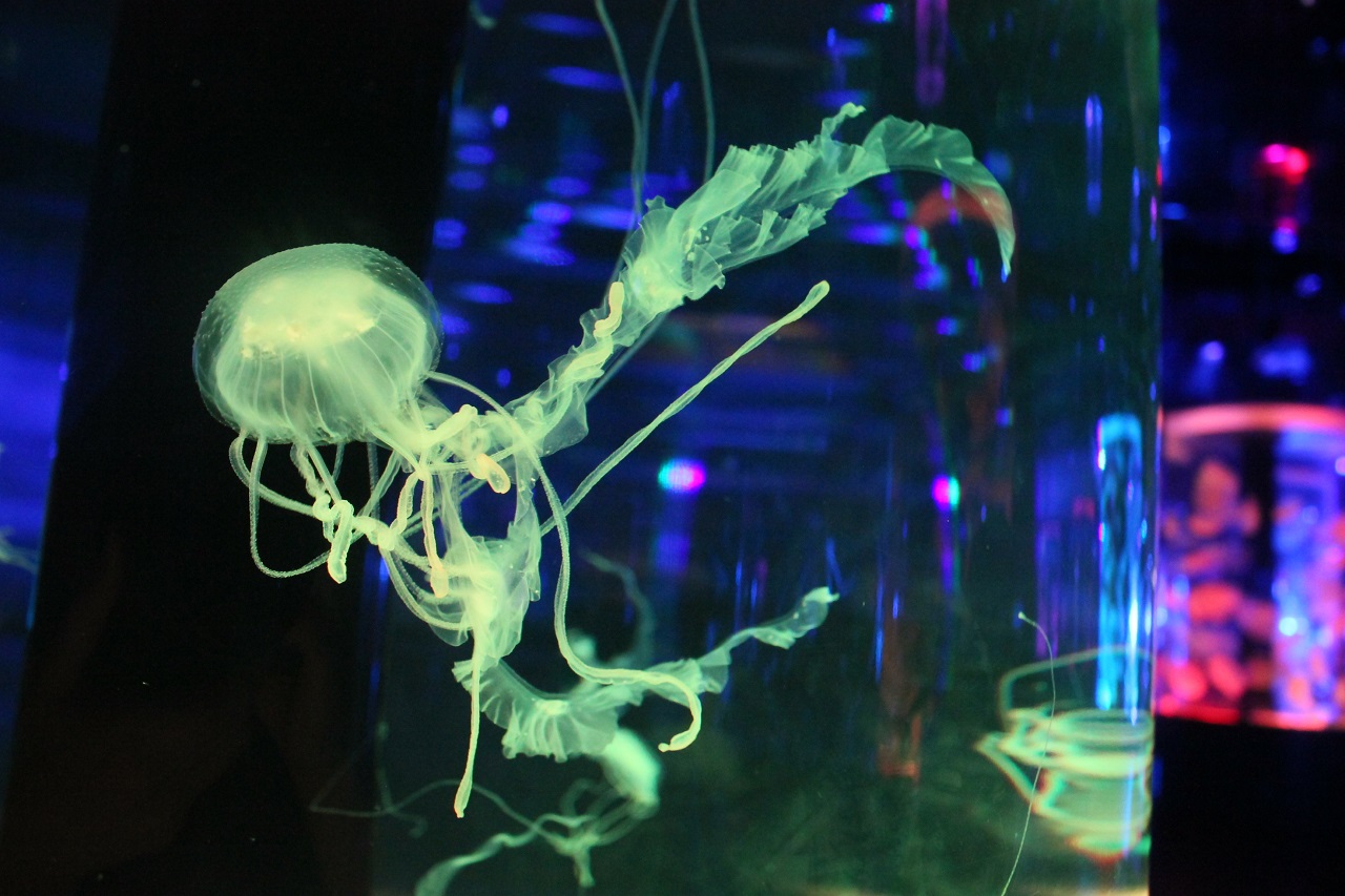 แมงกะพรุน Jellyfish พิศวง