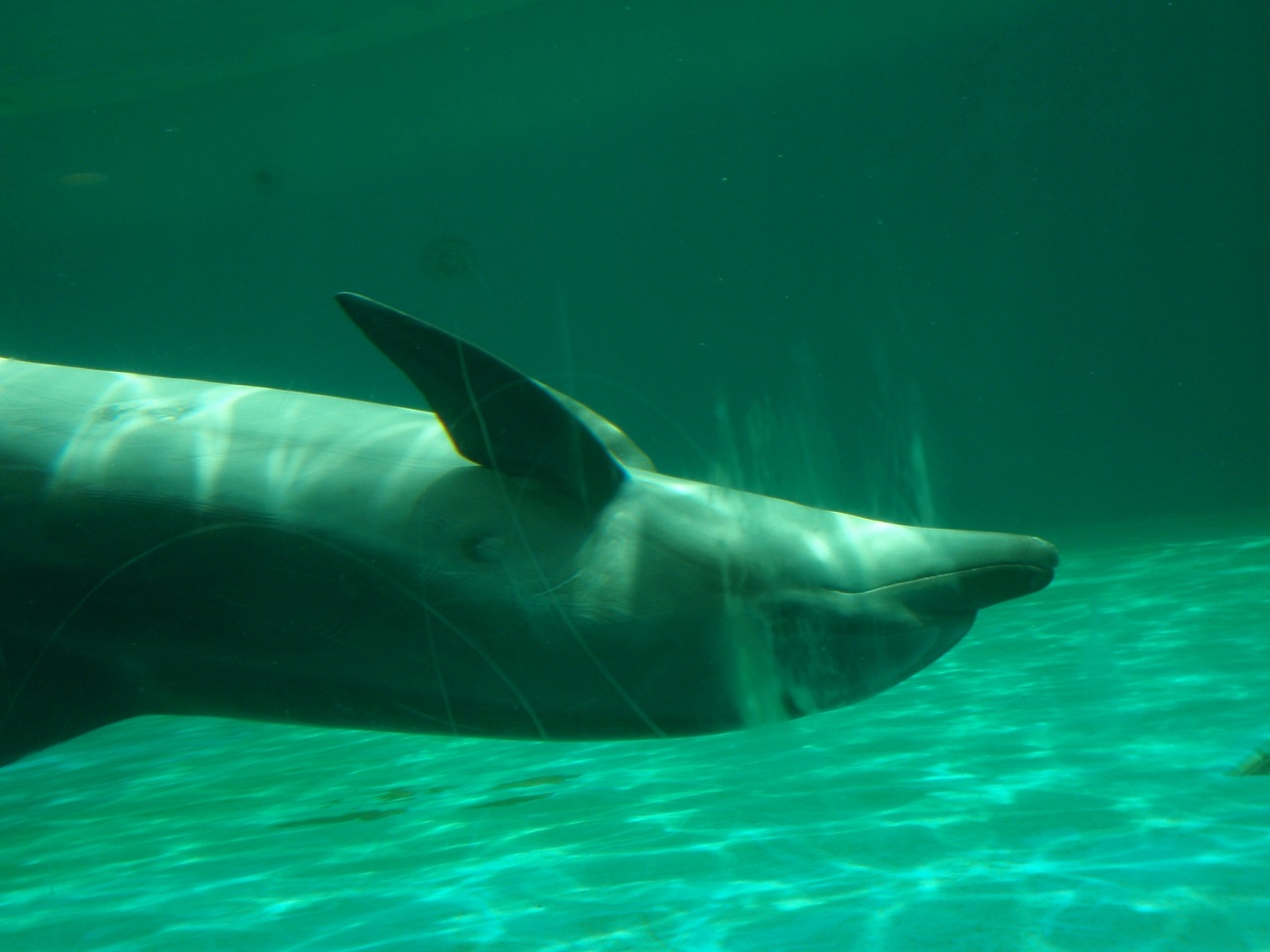 โลมา Dolphin ใต้น้ำ