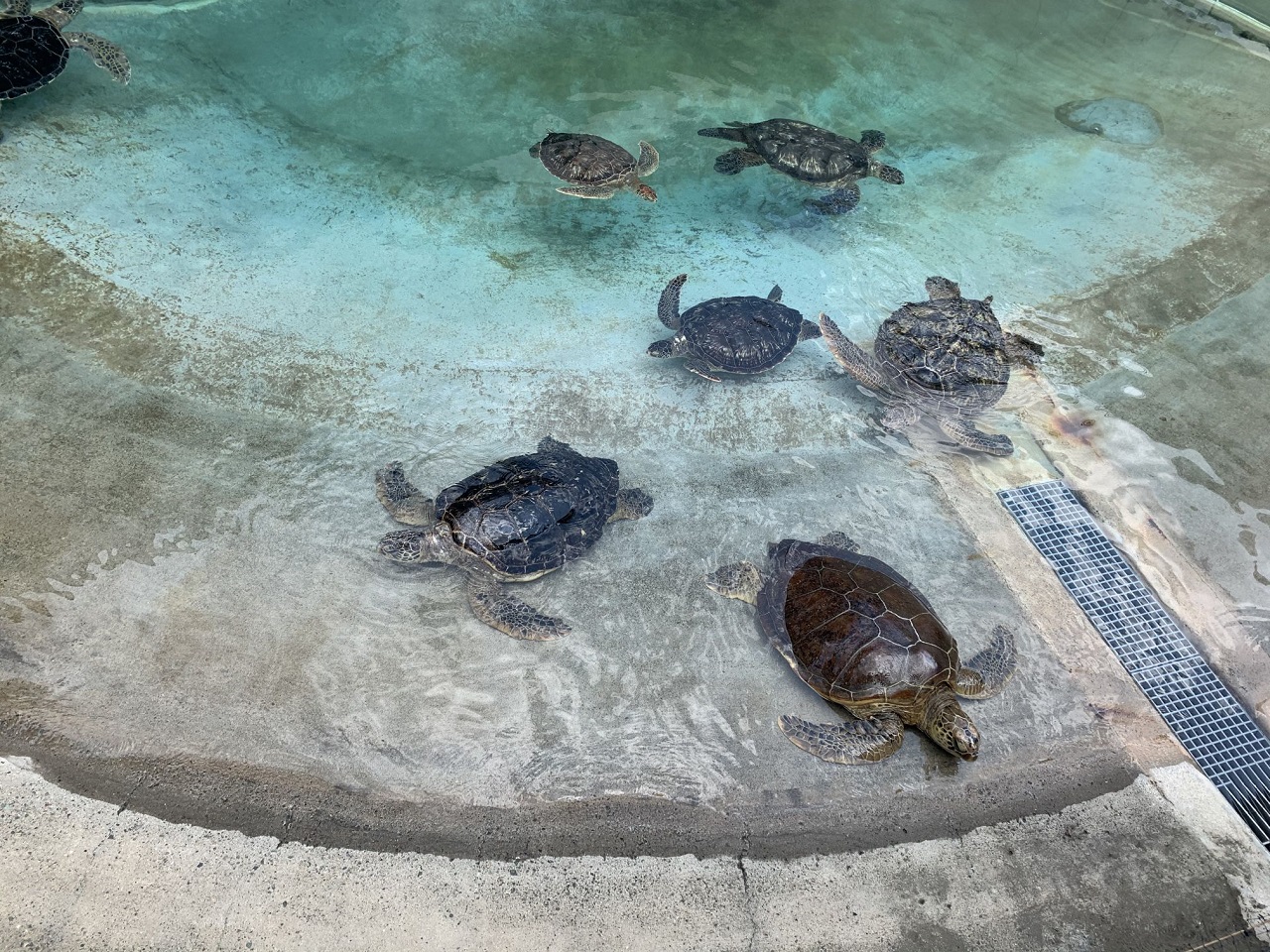 พิพิธภัณฑ์สัตว์น้ำ กลุ่มเต่าทะเล ชมเต่าทะเล Turtle 