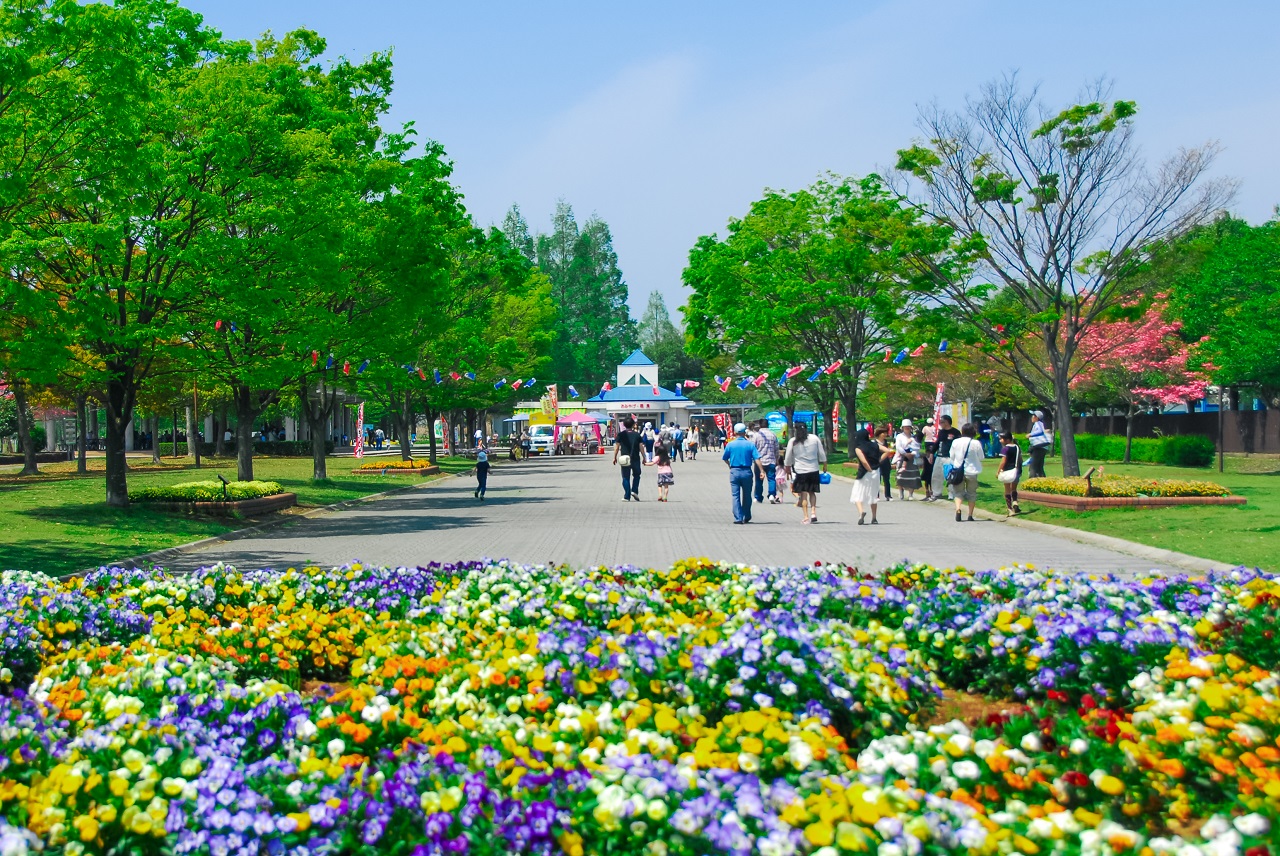 Hanyu Riverside Park สวนสาธารณะริมน้ำฮานิว ดอกไม้ flowers