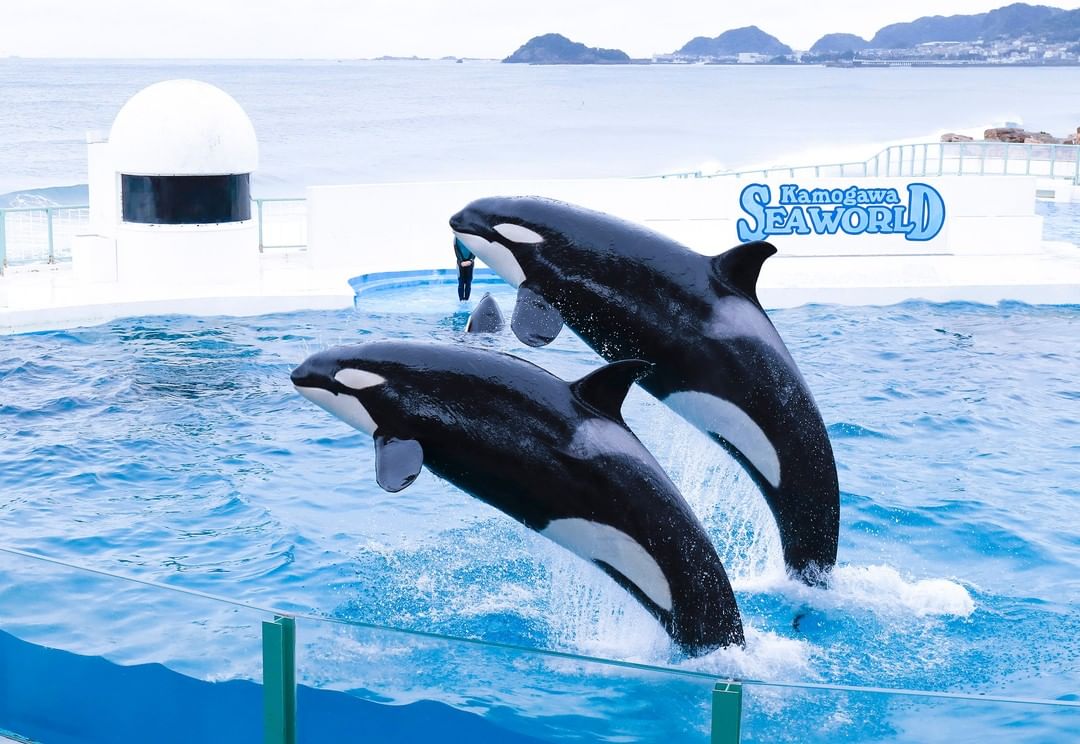 พิพิธภัณฑ์สัตว์น้ำ วาฬเพชฌฆาต Killer Whale มหาสมุทรแปซิฟิก