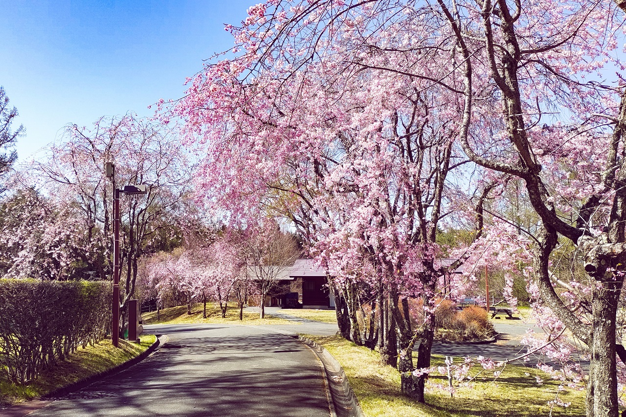 Misuzuko-morinokuni Auto Campground ซากุระ Sakura ฤดูใบไม้ผลิ Spring