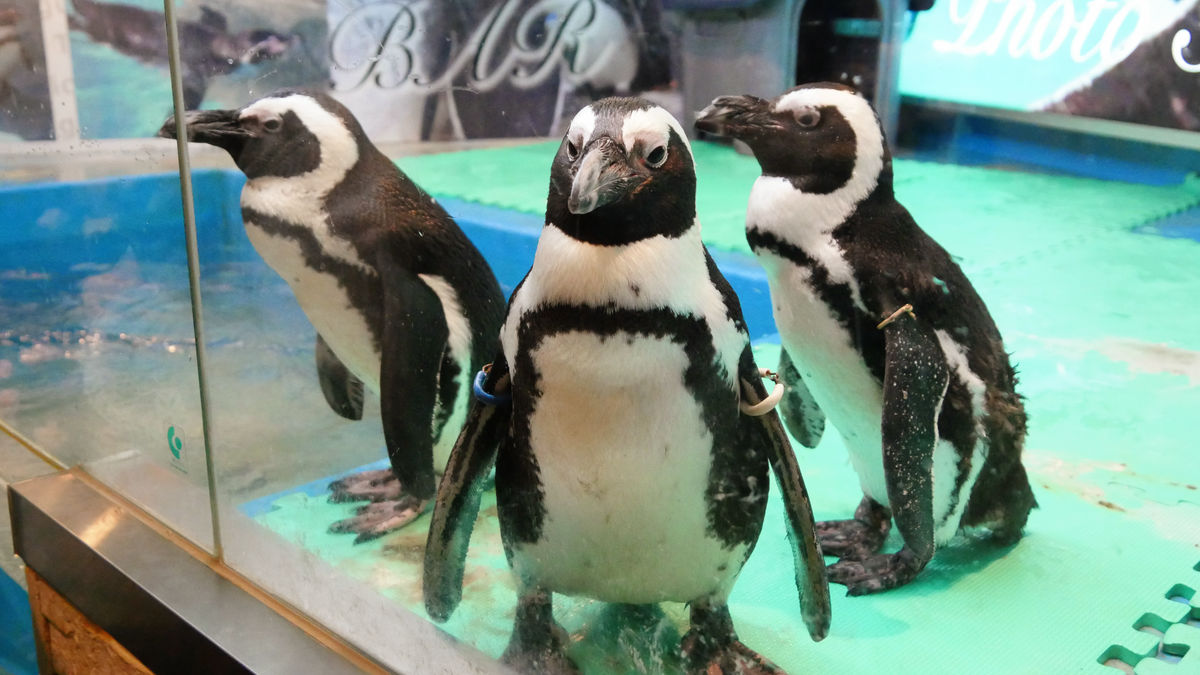 Penguin เพนกวิน Cute น่ารัก