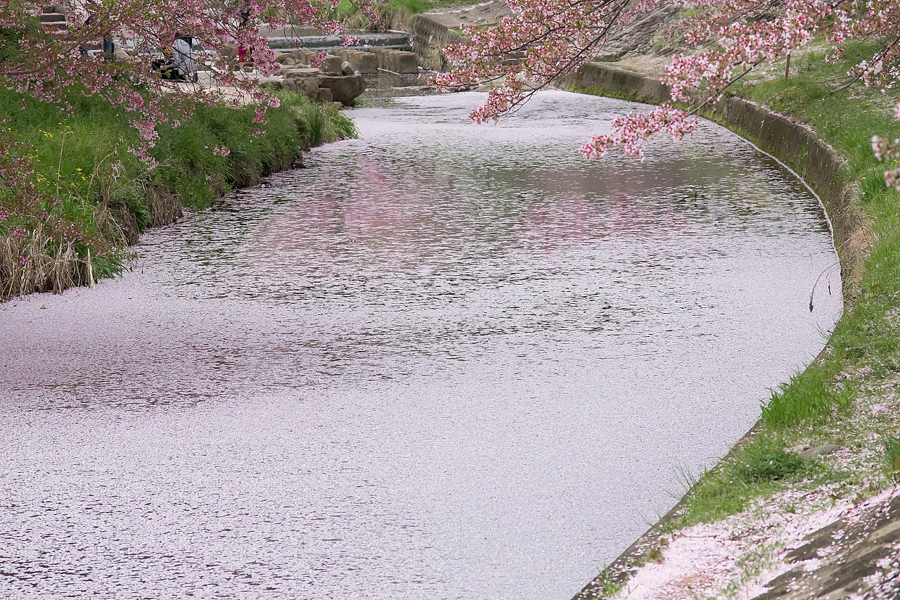 Saho River ซาโฮะ ซากุระ นารา จุดชมซากุระ