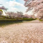 Sakura Spots in Nara 11