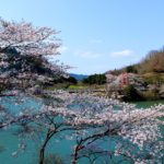 Sakura Spots in Nara 12