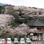Sakura Spots in Nara 13