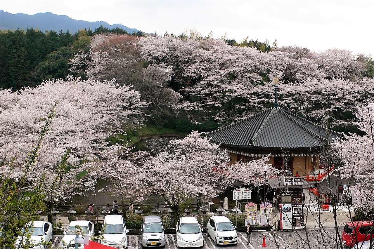 Abe Monju-in Temple ที่จอดรถ จุดชมซากุระ