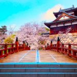 Sakura Spots in Nara 14