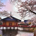 Sakura Spots in Nara 17