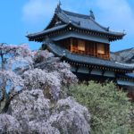 Sakura Spots in Nara 18